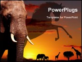 PowerPoint Template - African elephant in savanna at sunset, closeup