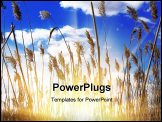 PowerPoint Template - Beautiful sunshine and cane thickets on blue sky