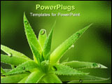 PowerPoint Template - Aloe with drops in closeup.