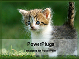 PowerPoint Template - cat in a field