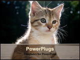 PowerPoint Template - cat watching in front off