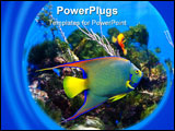 PowerPoint Template - This colorful Queen Angel Fish is swimming amongst some coral.