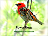 PowerPoint Template - image of a beautiful carinal bird sitting in a bunch of tree
