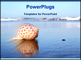PowerPoint Template - seashell reflected on seashore