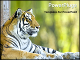 PowerPoint Template - Close up of a tiger resting at the zoo