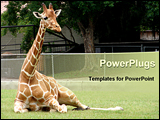 PowerPoint Template - This Giraffe was taking a break from all the zoo visitors. It was taken at a zoo in Louisiana.