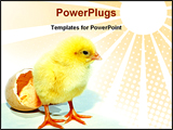 PowerPoint Template - a new born chicken came out from egg