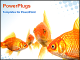 PowerPoint Template - image of gold fish