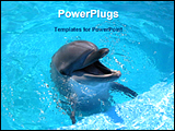 PowerPoint Template - image of a dolphin playing in water