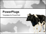 PowerPoint Template - cow in front of a white background **Note slight blurriness, best at small sizes.