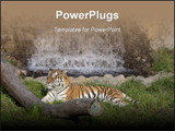 PowerPoint Template - Tiger in jungle
