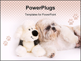 PowerPoint Template - Little Shih-Tzu dog next to a stuffed animal