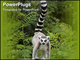PowerPoint Template - an endangered ring-tailed lemur standing on a tree stump.