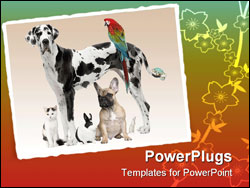 PowerPoint Template - Group of pets - Dogcat bird reptile rabbit - in front of a white background