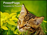 PowerPoint Template - Small young kitten standing among plants and grass