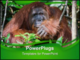 PowerPoint Template - Indonesia.Borneo. Rainforest. Camp Leakey Pongo pygmaeus wurmbii - southwest populations.