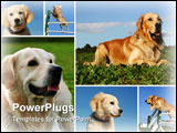 PowerPoint Template - composite picture with purebred dogs and puppies golden retriever