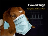 PowerPoint Template - goat wearing medical mask - purebred south african boer