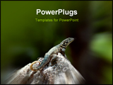 PowerPoint Template - an alert chameleon with head up