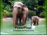 PowerPoint Template - jungle elephant display in a theme park
