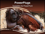 PowerPoint Template - Two Orangutan keeping warm under a pile of straw