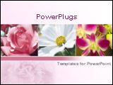 PowerPoint Template - Close up of pink rose and white cosmos plus orchid on pink background