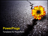 PowerPoint Template - Beautiful flower growing on crack in old asphalt pavement