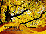 PowerPoint Template - Found this beautiful tree with tho most yellow leafs I have ever seen.
