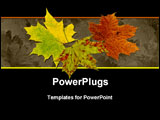PowerPoint Template - A perfect autumnal maple leaf displaying a range of warm tones