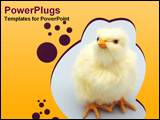 PowerPoint Template - A yellow baby chicken sitting on a blue background