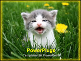 PowerPoint Template - the first time this litle cat was outside in the grass