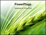 PowerPoint Template - grain in the field