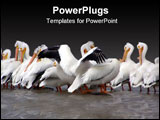 PowerPoint Template - More pelicans in lockport but this time I found one with his wings open looking like he wants a hug.