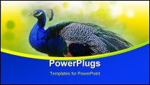 PowerPoint Template - Smart rainbow peacock on green grass background