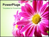 PowerPoint Template - The Purple flowers on a white background