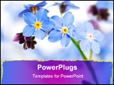 PowerPoint Template - Forget-me-not flower close-up on the white background