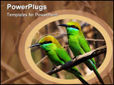 PowerPoint Template - Green Beeeaters Merops orientalis at Fort Bandhavgarh Madya Pradesh India.WILD.