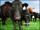 PowerPoint Template - Closeup of beef cow with other cattle in background