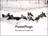 PowerPoint Template - Group of pigeons in a fountain on a hot summer day