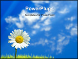 PowerPoint Template - single white flower against cloudy blue sky