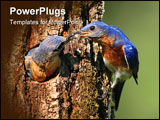 PowerPoint Template - Pair of Eastern Bluebirds (Sialia sialis) by a nest hole