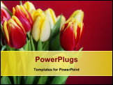 PowerPoint Template - bouquet of the fresh red and yellow tulips
