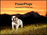 PowerPoint Template - An English Bulldog enjoys an Arizona sunset.