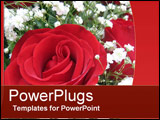PowerPoint Template - A Perfect Rose