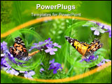 PowerPoint Template - Two Painted Lady butterflies in a field of wild verbena