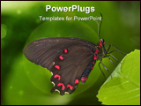 PowerPoint Template - Black swallowtail butterfly on the green leaf