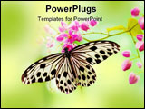 PowerPoint Template - Macro Rice Paper Butterfly on pink flower