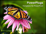 PowerPoint Template - monarch butterfly resting on a conflower with wings spread open