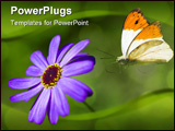 PowerPoint Template - Butterfly and flower. Focus on distant party of flower