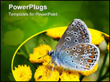 PowerPoint Template - a small butterfly,sitting on yellow flowers,busy drinking nectar